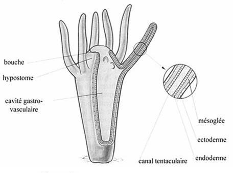 Anatomie polype